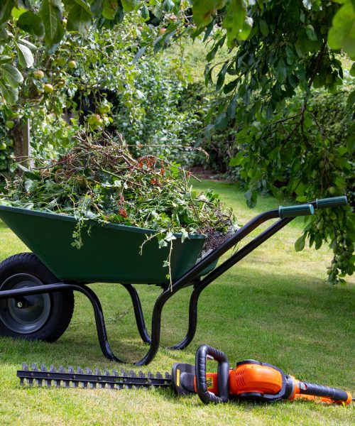 Gardening - Wheelbarrow full of hedge cuttings next to an electric hedge trimmer.